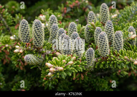 Rare conifers: Korean fir. Cones of the fir. Macro Stock Photo