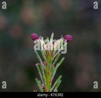 Scotch pine, scots pine (Pinus sylvestris 'Watereri', Pinus sylvestris Watereri), blooming female cone Stock Photo
