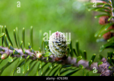 Rare conifers: Korean fir. Cones of the fir. Macro Stock Photo