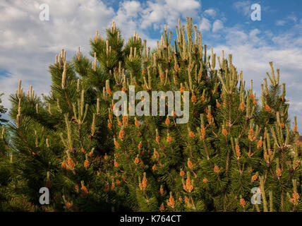 Flower Pinus montana (Pinus Mugo), blooming female cone  on the background of blue sky and white clouds Stock Photo