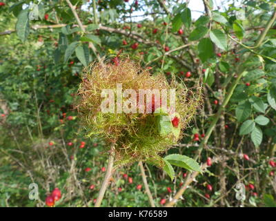 ROBIN'S PINCUSHION - rose bedeguar gall - produced by the gall wasp Diplolepis rosae. Photo: Tony Gale Stock Photo