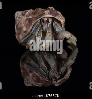 close up square photograph head on of a hermit crab emerging from its host shell with a reflection and black background Stock Photo