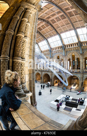 Blue whale skeleton hanging in the hall at the natural history museum, London Stock Photo