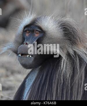 A portrait of a male Gelada Baboon. Taken in the Simien Mountains National Park, Ethiopia Stock Photo