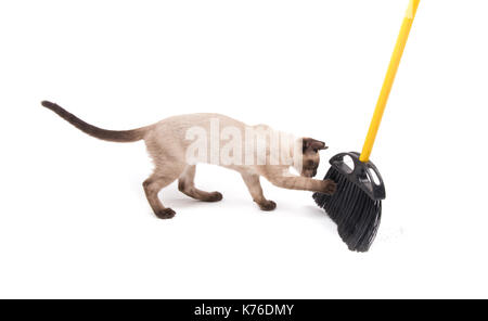 Playful young Siamese cat trying to catch a broom when floor is being swept, on white background Stock Photo