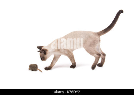 Young Siamese cat walking towards a toy mouse, on white Stock Photo