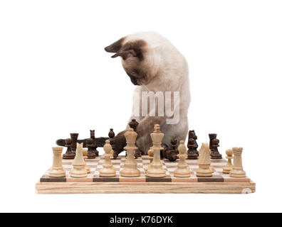 Siamese kitten moving chess pieces, on white Stock Photo