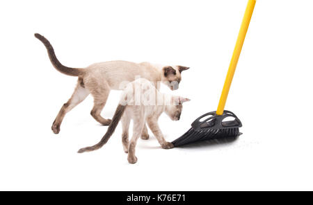 Two kittens helping with sweeping the floor, on white Stock Photo