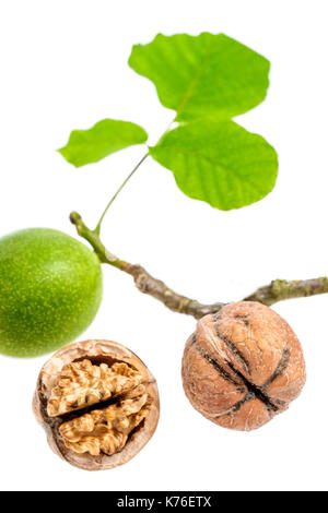 Green and ripe broken walnuts. Walnut leaves on white Stock Photo