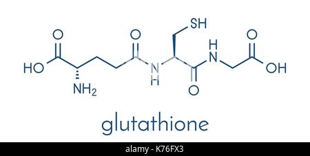 glutathione molecular weight kda Glutathione (reduced glutathione, GSH) endogenous antioxidant molecule.  Skeletal formula Stock Vector Image & Art