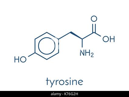 Tyrosine (l-tyrosine, Tyr, Y) amino acid molecule. Skeletal formula. Stock Vector