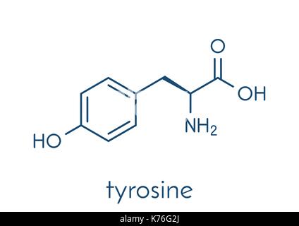 Tyrosine (l-tyrosine, Tyr, Y) amino acid molecule. Skeletal formula. Stock Vector