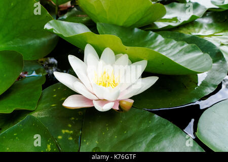 Nymphaea alba white water lily flower with green leaves around Stock Photo