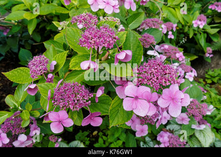 Pink flowers of Purple Lacecap, Hydrangea macrophylla, hortensia Stock Photo