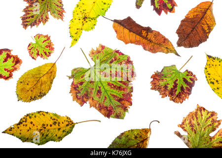 Multicolored scattered leaves. Colorful autumn leaves collection isolated on white background Stock Photo