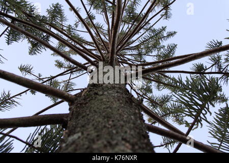 Norfolk Island Pine (Araucaria Heterophylla) Stock Photo