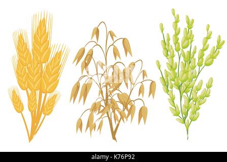Cereals icons of grain plants. Vector wheat and rye ears, buckwheat seeds and oat or barley millet and rice sheaf. Isolated agriculture corn cob and l Stock Vector