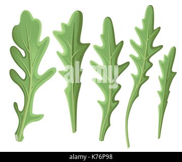 Set of arugula rucola, rocket salad fresh green leaves and outlines isolated over white background. Vector hand drawn illustration. Web site page and  Stock Vector