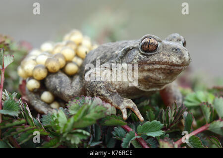 Midwife toad (Alytes obstetricans) Stock Photo