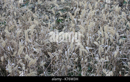 Wild foxtails grass under sunshine in the winter. Stock Photo