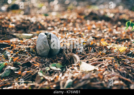 image of a old coconut fruit on a dead leaves (selective focus ) Stock Photo