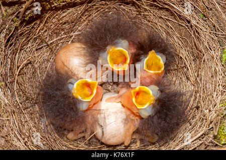 Robin (Erithacus rubella) hatchlings and eggs Stock Photo