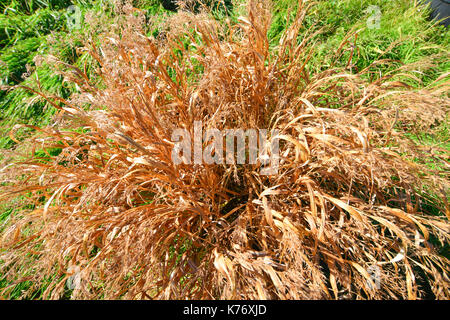 Dried grass at the public park in Tokyo, Japan. Stock Photo