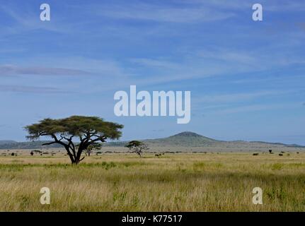 The vast open plains of the Serengeti National Park, Tanzania Stock Photo