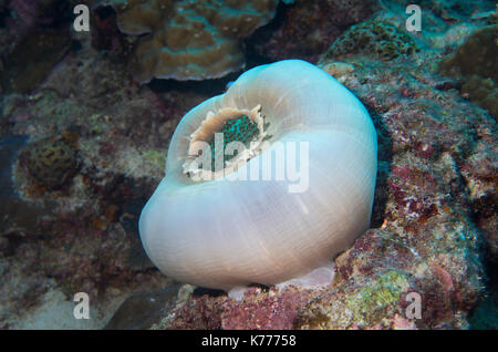 Amplexidiscus fenestrafer   Giant Cup Mushroom Coral AKA Elephant ear anemone . Stock Photo