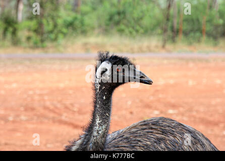 Wild Emu found in Australia where it is the largest native bird Stock Photo