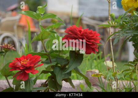 Red Flowers captured by a Nikon D5300 Stock Photo