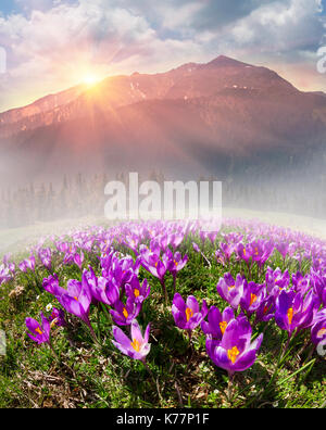A warm spring day, the snow melts in the sun on the high alpine meadows and blooming spring flowers in the background young grass in the Carpathian Mo Stock Photo