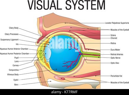 Chart of VISUAL SYSTEM with parts name - Vector image Stock Vector