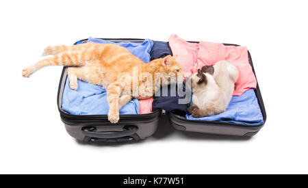 Two cats nose to nose, lounging on an open luggage, on white Stock Photo