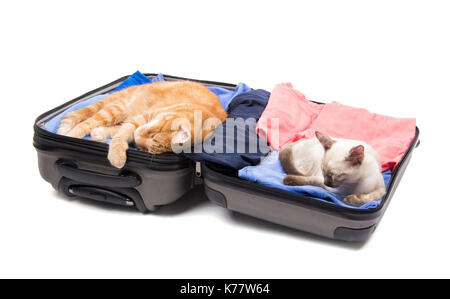 A ginger cat and a Siamese kitten sleeping peacefully on an open, packed suitcase, on white background Stock Photo