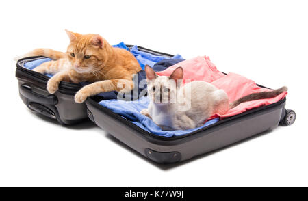 A big ginger tabby cat and a Siamese kitten lying on an open luggage, on white Stock Photo