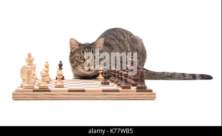 Brown tabby cat looking attentively across a chessboard, on white Stock Photo