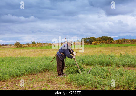 Portrait of an elderly gray-haired man who mows scythe grass in a meadow. Traditional way of mowing the grass with the scythe. Stock Photo