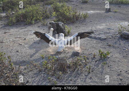 Nazca Boobies (Sula granti) nesting on Genovesa Island, Galapagos Islands, Ecuador. Stock Photo