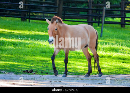 Przewalski's horse on green grass in zoo Stock Photo