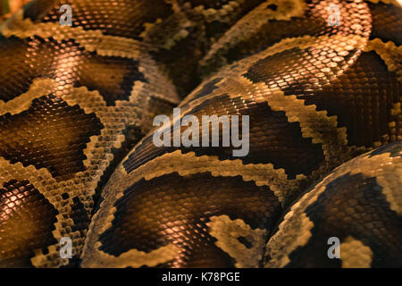 Snake skin pattern close up Stock Photo