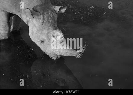 A male Black Rhino takes a drink from the Olifantsrus waterhole in the western sector of the Etosha National Park, Namibia Stock Photo