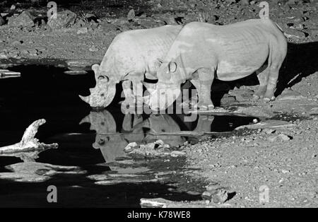 2 Black Rhinos (a mother and a calf) take a drink from the Moringa waterhole in the Etosha National Park at night Stock Photo