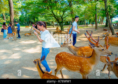 Nara, Japan - July 26, 2017: Unidentified woman wearing a white t-shirt, and a wild deer eating her t-shirt in Nara Stock Photo