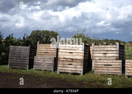 Apple harvest in Altes Land, the biggest contiguous fruit-producing region in Central Europa near Hamburg, Germany Stock Photo