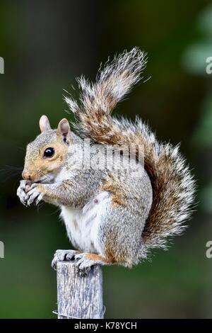 Eastern gray squirrel (Sciurus carolinensis) sitting on a fence post eating a nut Stock Photo