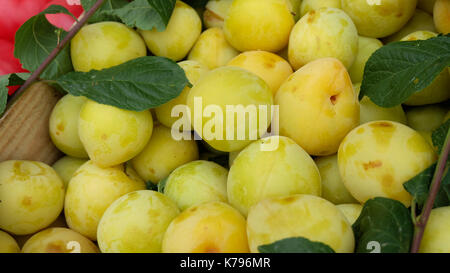 Fresh green and yellow plums Stock Photo