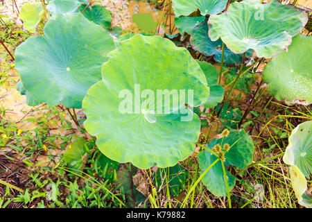 Morning Dew Drops Lying on Green Lotus Leaves. Stock Photo