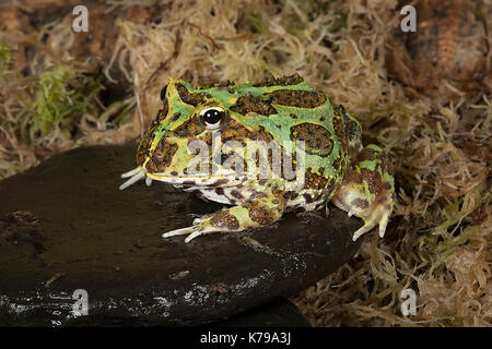 full length portrait of a bull frog sitting on a pebble by a pond edge Stock Photo