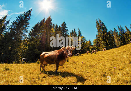Large brown cow looking forward on alpine meadow with high fir trees in mountainous landscape. Autumn bright background. Stock Photo